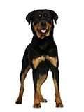 Giant dog breed